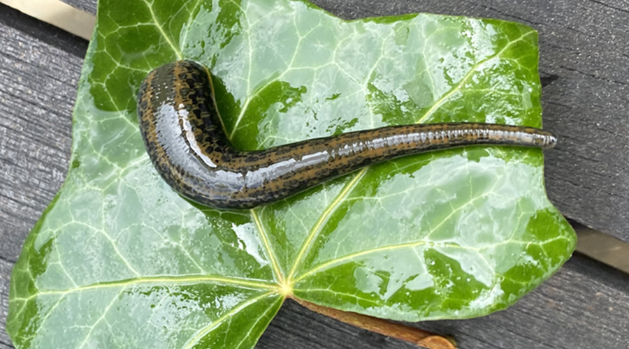 medizinischer Blutegel für eine Blutegelbehandlung