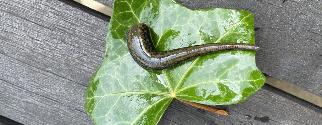 Medizinischer Blutegel auf grünem Blatt