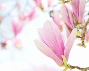 Nahaufnahme einer rosa Magnolienblüte im weichen Licht